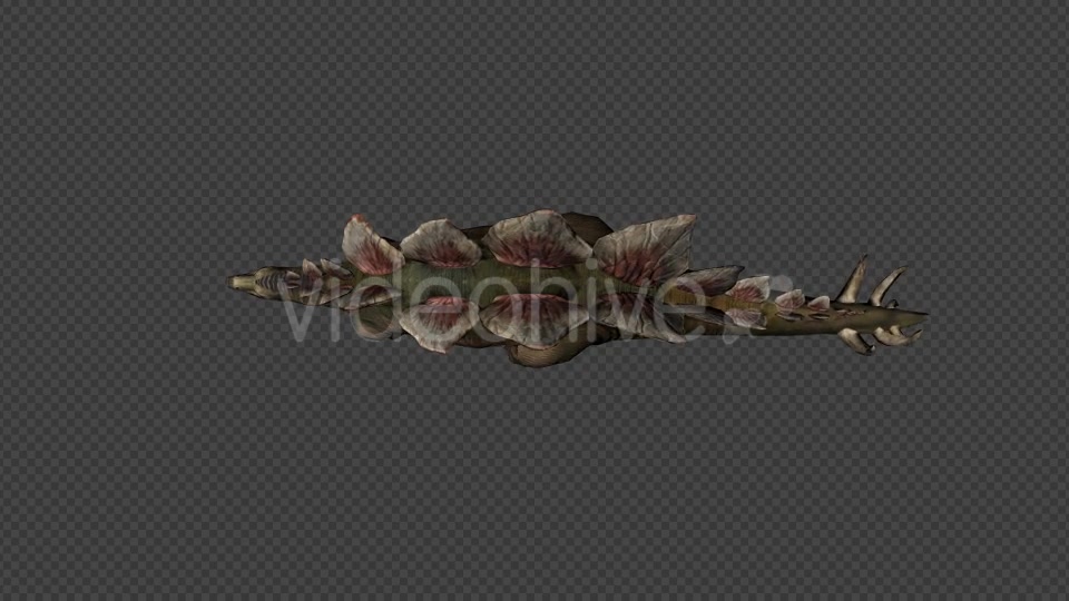Stego Dinosaur Walk Pack 4 In 1 Videohive 20788061 Motion Graphics Image 11