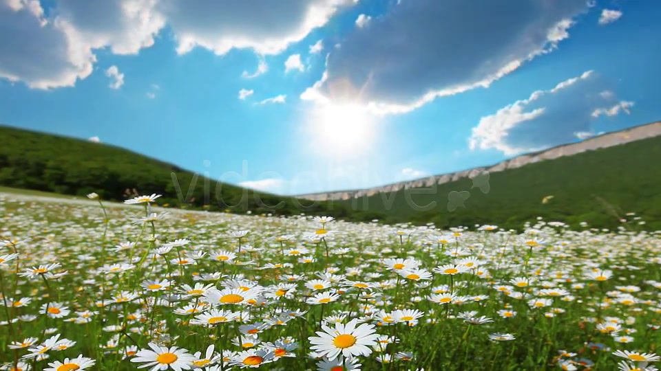 Summer Landscape  Videohive 3712629 Stock Footage Image 4