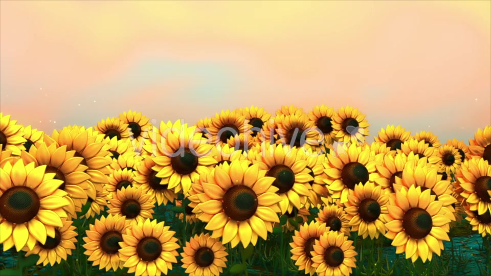 Sunflower Field Videohive 18760728 Motion Graphics Image 11