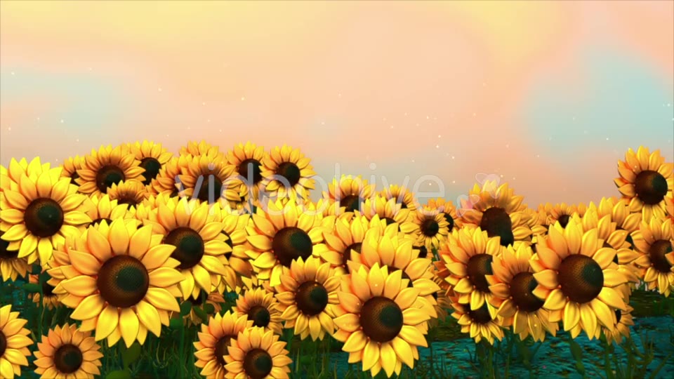 Sunflower Field Videohive 18760728 Motion Graphics Image 3