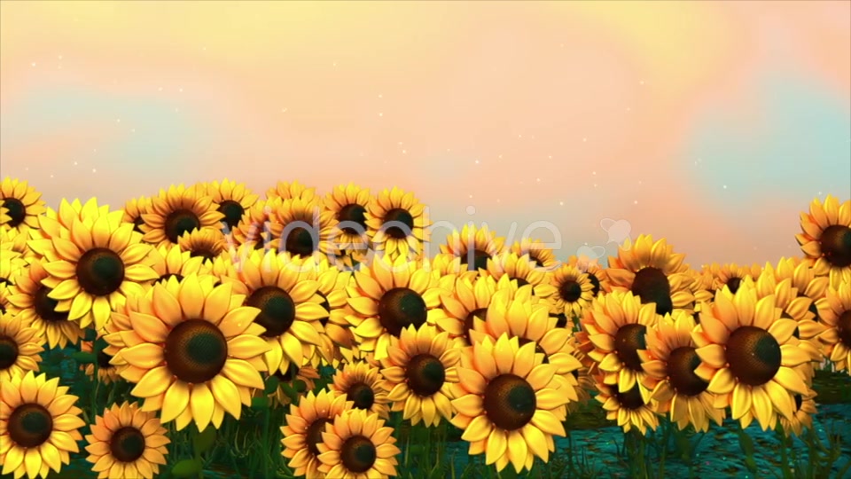 Sunflower Field Videohive 18760728 Motion Graphics Image 5