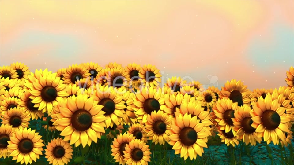 Sunflower Field Videohive 18760728 Motion Graphics Image 6