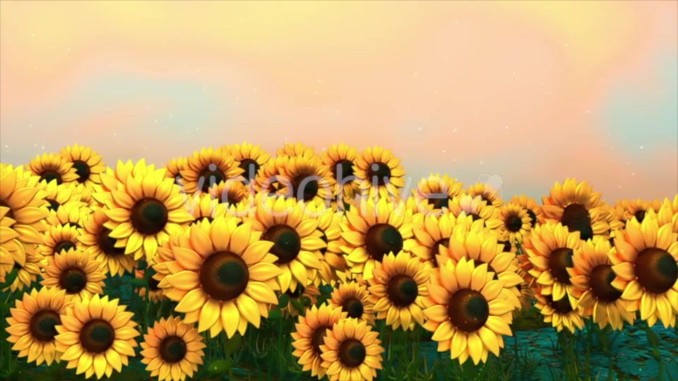 Sunflower Field Videohive 18760728 Motion Graphics Image 7
