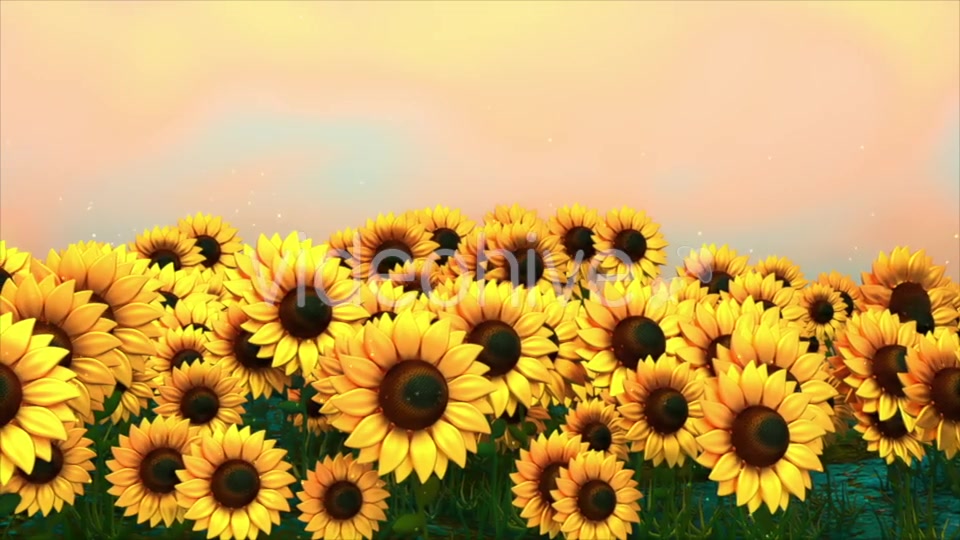 Sunflower Field Videohive 18760728 Motion Graphics Image 9
