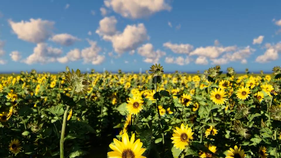Sunflowers Videohive 19686670 Motion Graphics Image 3