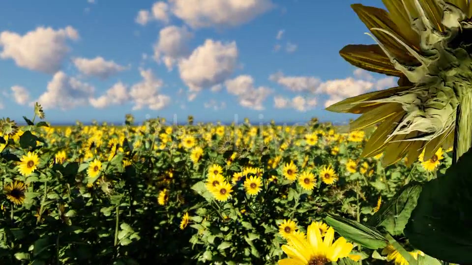 Sunflowers Videohive 19686670 Motion Graphics Image 4