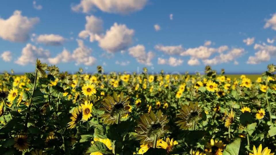 Sunflowers Videohive 19686670 Motion Graphics Image 5