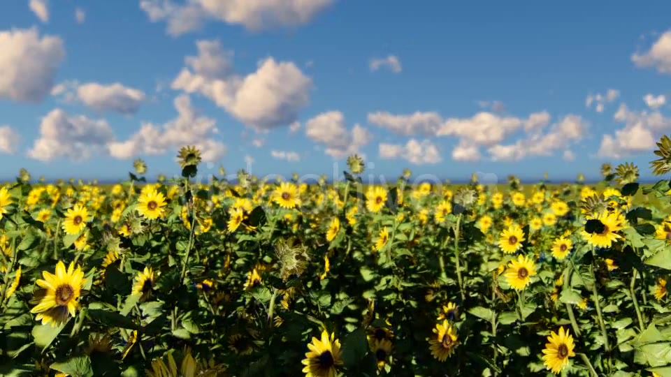Sunflowers Videohive 19686670 Motion Graphics Image 6