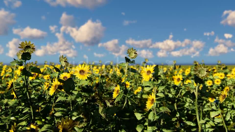 Sunflowers Videohive 19686670 Motion Graphics Image 7