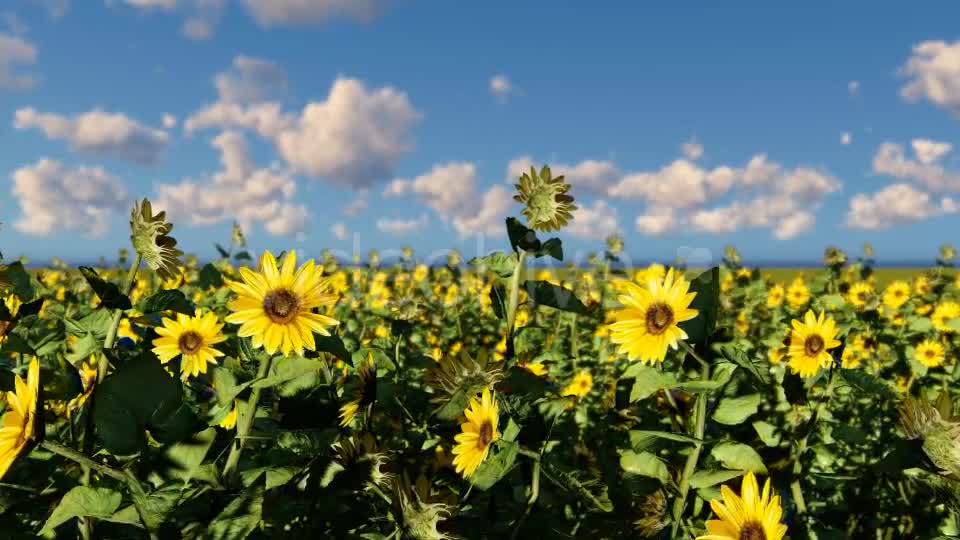 Sunflowers Videohive 19686670 Motion Graphics Image 8