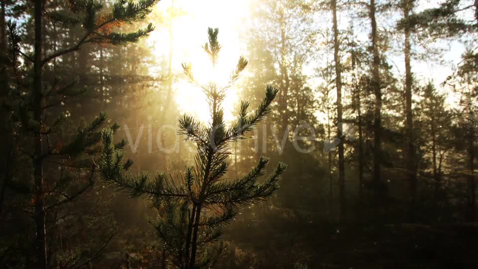 Sunny Forest Background Videohive 18355625 Motion Graphics Image 1