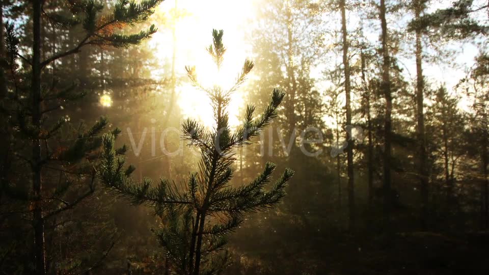 Sunny Forest Background Videohive 18355625 Motion Graphics Image 2