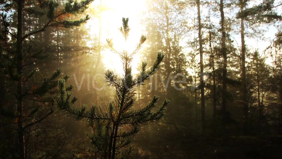 Sunny Forest Background Videohive 18355625 Motion Graphics Image 3