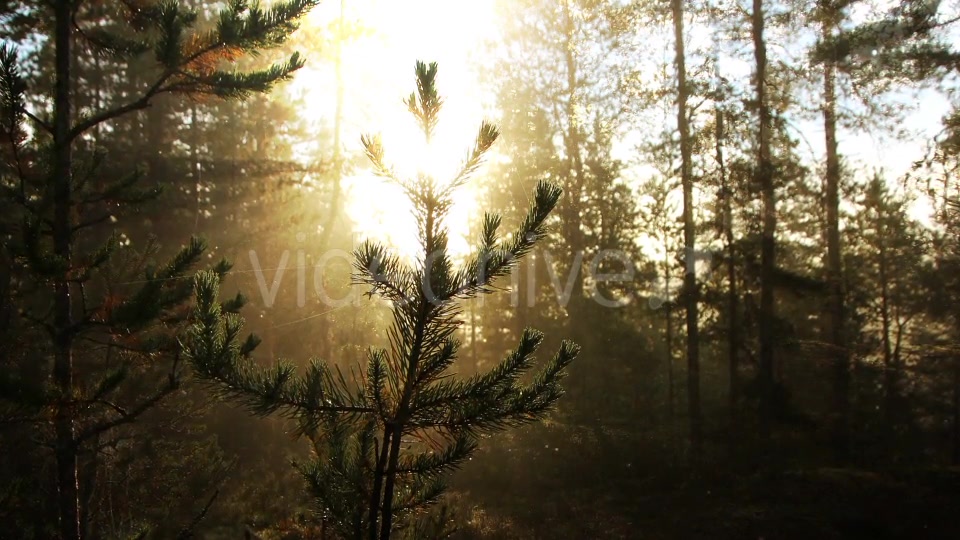 Sunny Forest Background Videohive 18355625 Motion Graphics Image 4