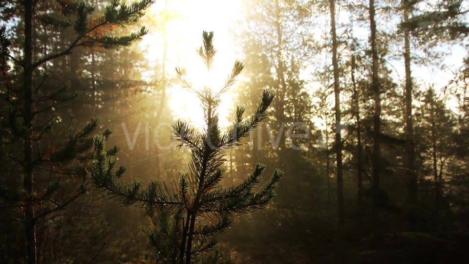 Sunny Forest Background Videohive 18355625 Motion Graphics Image 5