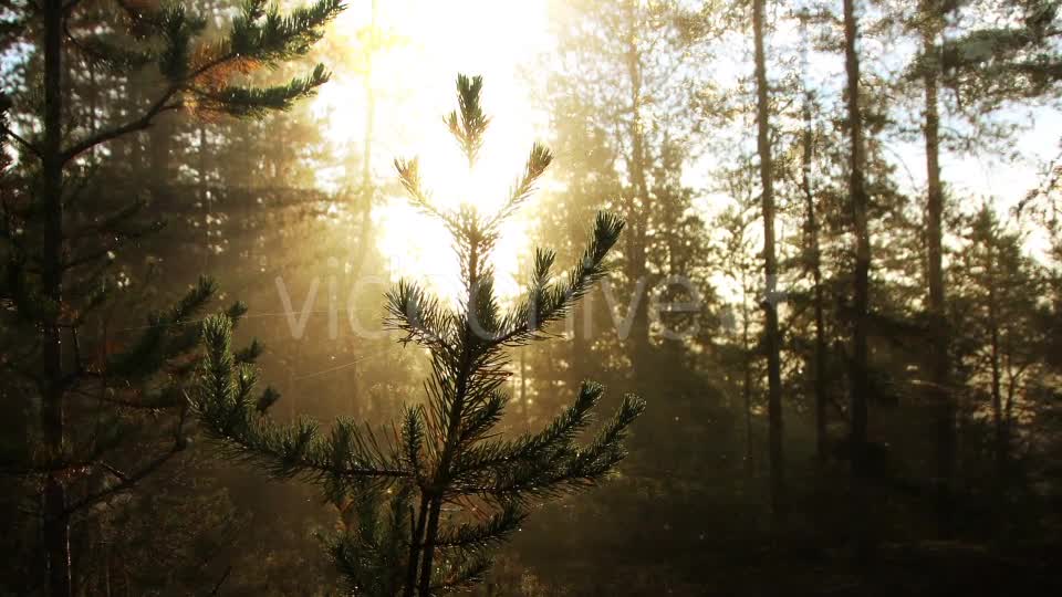 Sunny Forest Background Videohive 18355625 Motion Graphics Image 7