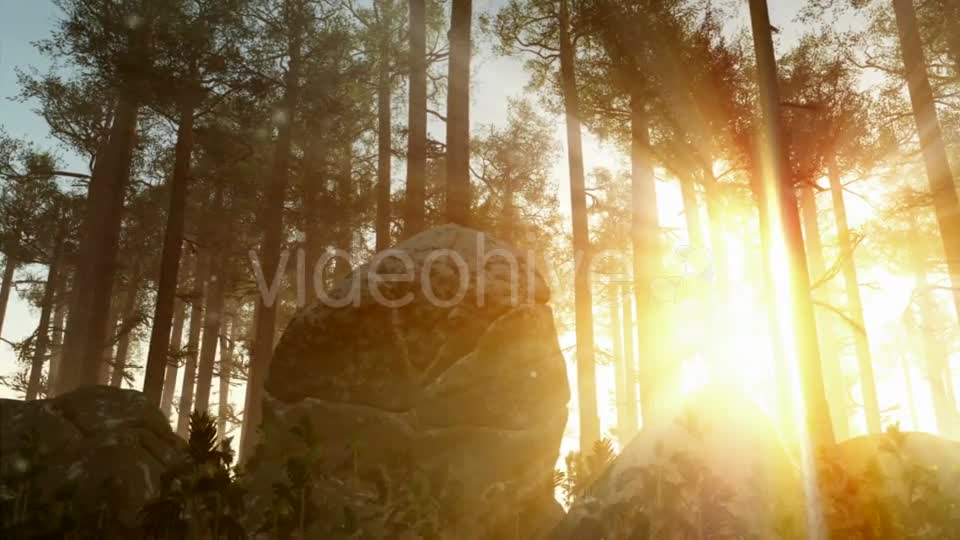 Sunrays Shining Through the Trees Videohive 19668259 Motion Graphics Image 1
