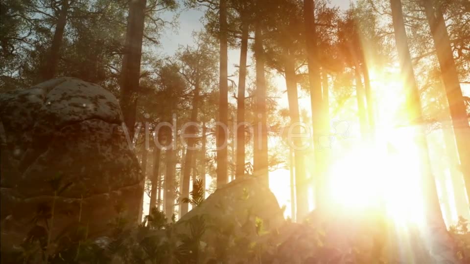 Sunrays Shining Through the Trees Videohive 19668259 Motion Graphics Image 10
