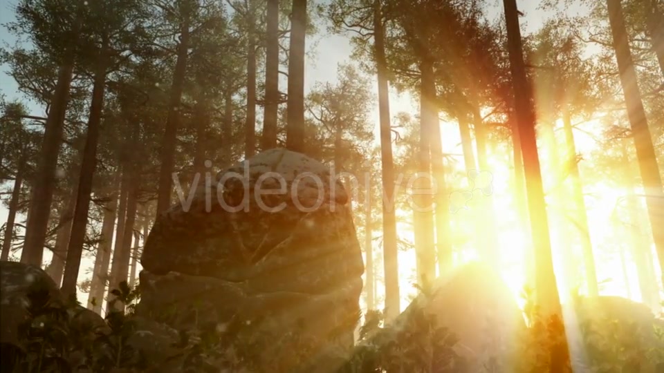 Sunrays Shining Through the Trees Videohive 19668259 Motion Graphics Image 3