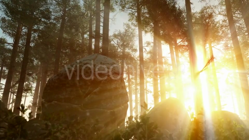 Sunrays Shining Through the Trees Videohive 19668259 Motion Graphics Image 4