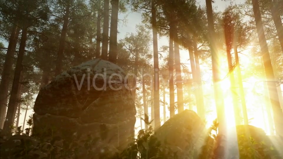 Sunrays Shining Through the Trees Videohive 19668259 Motion Graphics Image 5