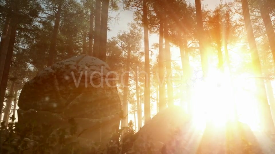 Sunrays Shining Through the Trees Videohive 19668259 Motion Graphics Image 6