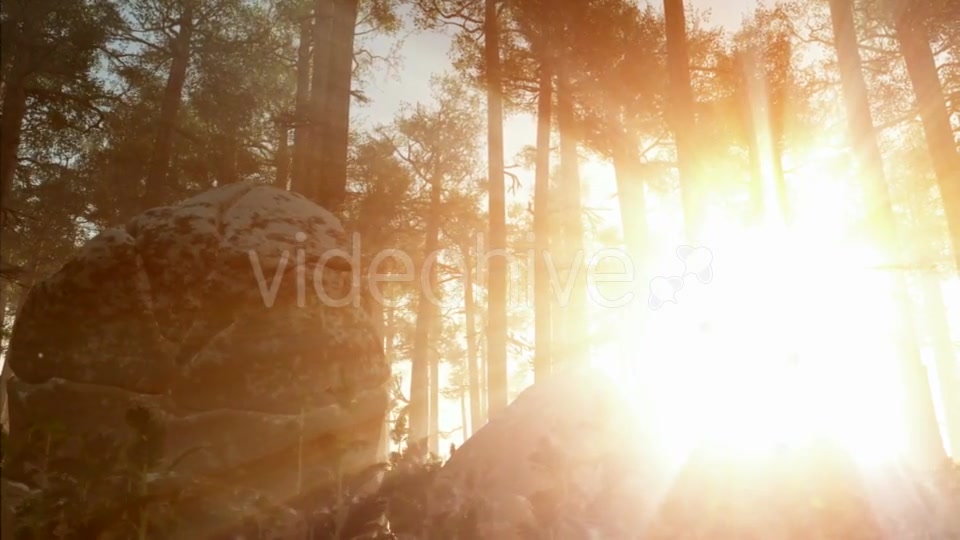 Sunrays Shining Through the Trees Videohive 19668259 Motion Graphics Image 7