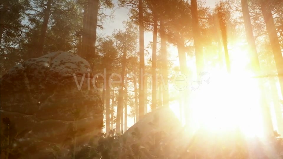 Sunrays Shining Through the Trees Videohive 19668259 Motion Graphics Image 8
