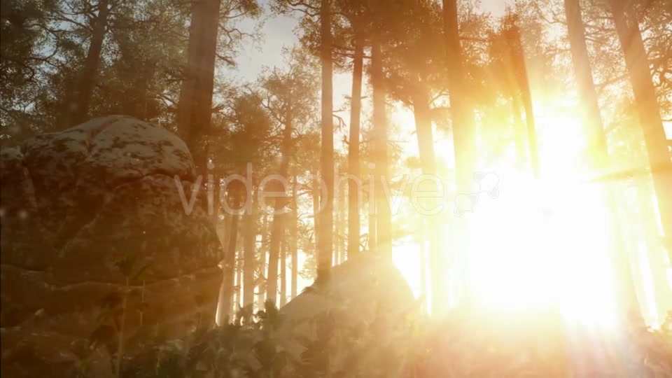 Sunrays Shining Through the Trees Videohive 19668259 Motion Graphics Image 9