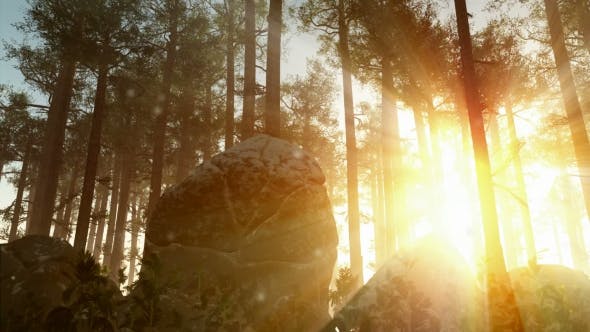 Sunrays Shining Through the Trees - Videohive 19668259 Download