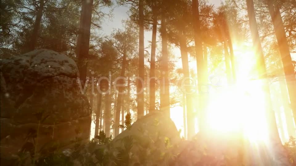 Sunrays Shining Through the Trees Videohive 19281513 Motion Graphics Image 1
