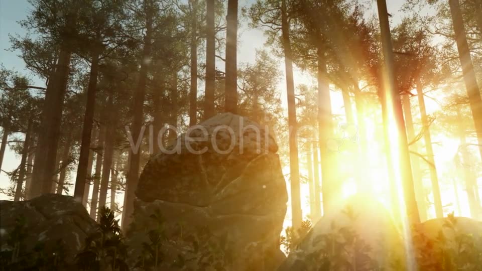 Sunrays Shining Through the Trees Videohive 19281513 Motion Graphics Image 10