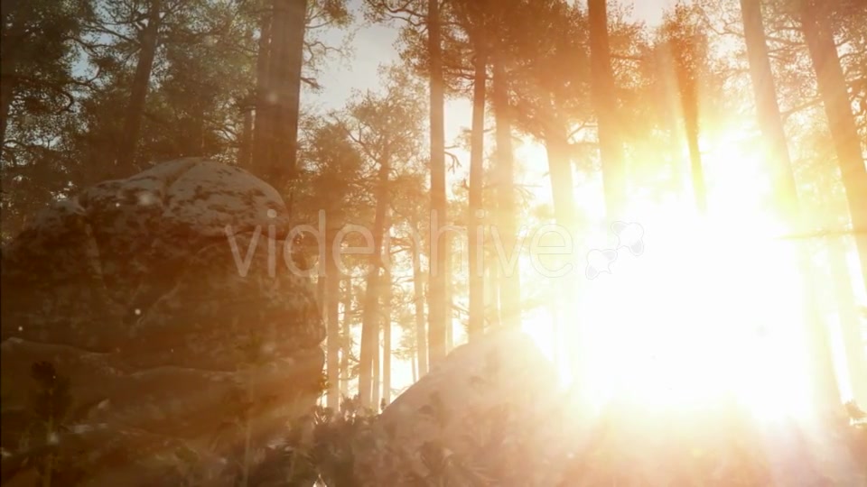 Sunrays Shining Through the Trees Videohive 19281513 Motion Graphics Image 3