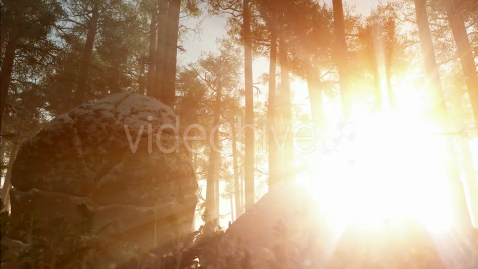 Sunrays Shining Through the Trees Videohive 19281513 Motion Graphics Image 4