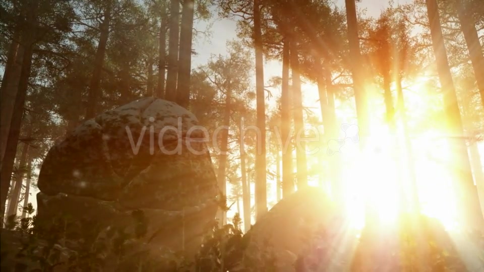 Sunrays Shining Through the Trees Videohive 19281513 Motion Graphics Image 5