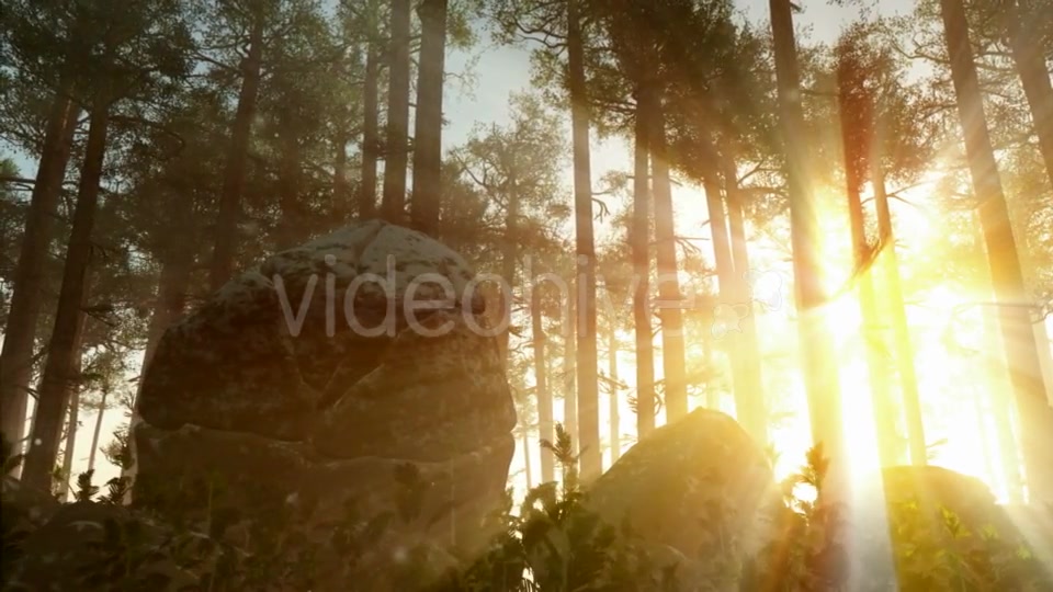 Sunrays Shining Through the Trees Videohive 19281513 Motion Graphics Image 6