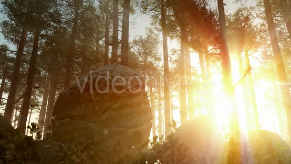 Sunrays Shining Through the Trees Videohive 19281513 Motion Graphics Image 7