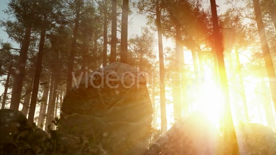 Sunrays Shining Through the Trees Videohive 19281513 Motion Graphics Image 8