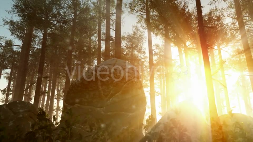 Sunrays Shining Through the Trees Videohive 19281513 Motion Graphics Image 9