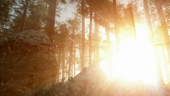 Sunrays Shining Through the Trees - Videohive Download 19281513