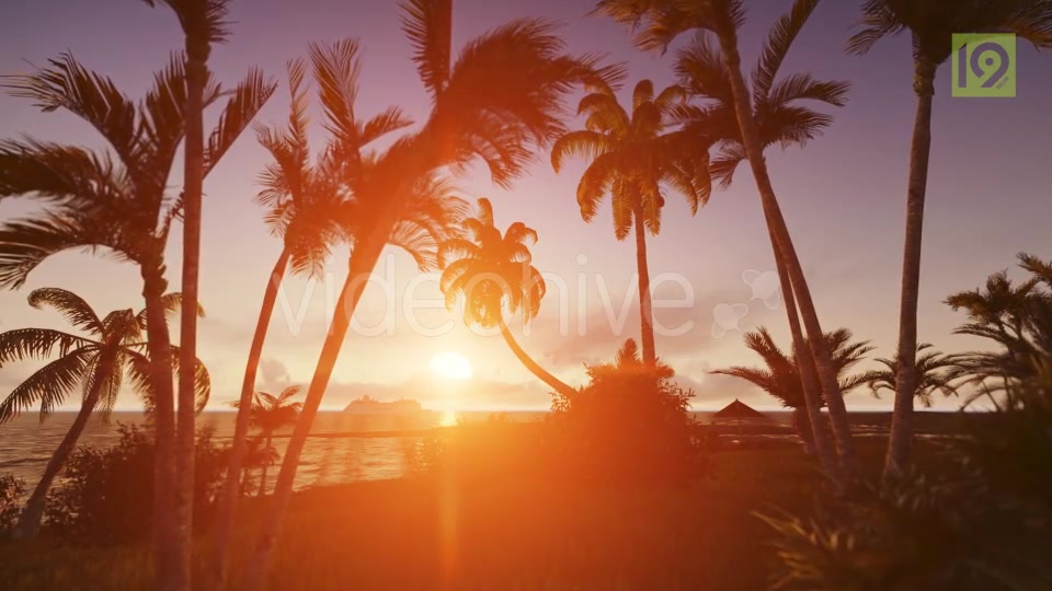 Sunrise with Palms Videohive 19975813 Motion Graphics Image 10