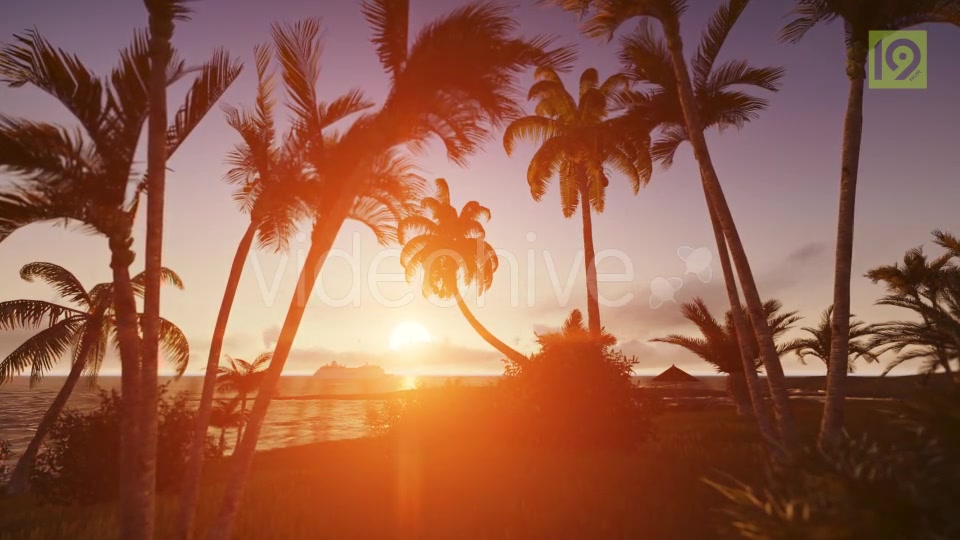 Sunrise with Palms Videohive 19975813 Motion Graphics Image 11