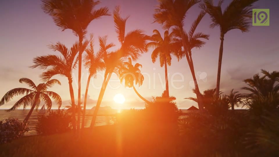Sunrise with Palms Videohive 19975813 Motion Graphics Image 6