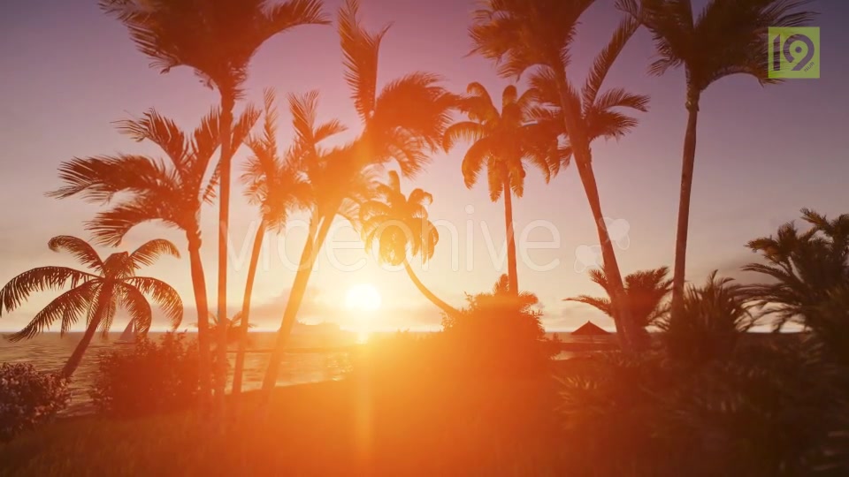 Sunrise with Palms Videohive 19975813 Motion Graphics Image 7