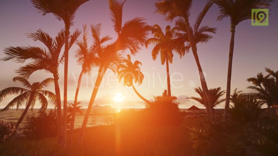 Sunrise with Palms Videohive 19975813 Motion Graphics Image 8