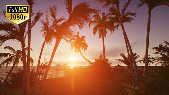 Sunrise with Palms - 19975813 Videohive Download