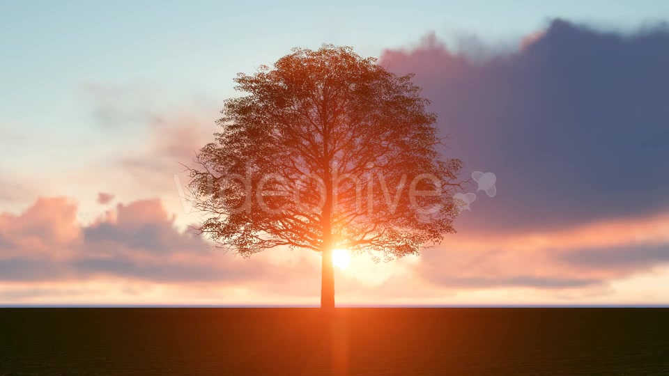 Sunset Tree Videohive 20018400 Motion Graphics Image 3