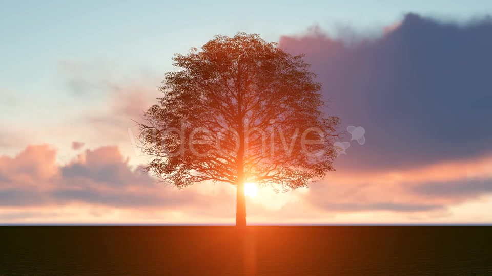 Sunset Tree Videohive 20018400 Motion Graphics Image 4