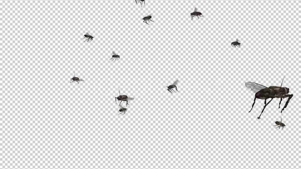 Swarm Flies Videohive 20830486 Motion Graphics Image 10