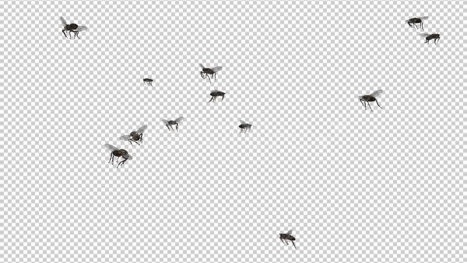 Swarm Flies Videohive 20830486 Motion Graphics Image 11